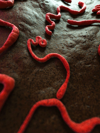 medical illustration of the ebola virus