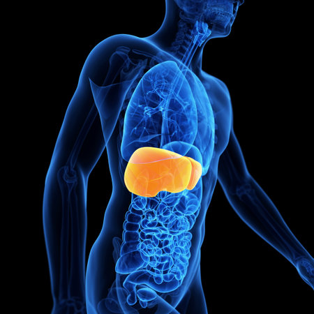 medical 3d illustration of the liverの写真素材