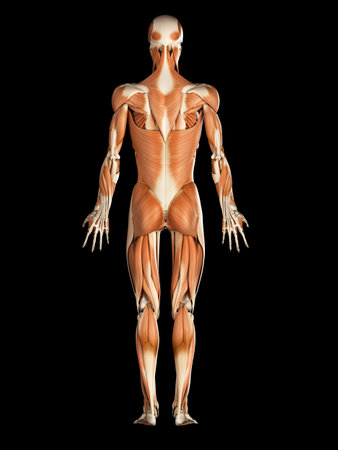 medical illustration of the male muscular systemの写真素材