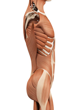 medical 3d illustration of abdominal musclesの写真素材