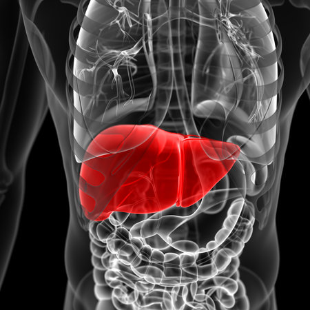 medical 3d illustration of the liverの写真素材