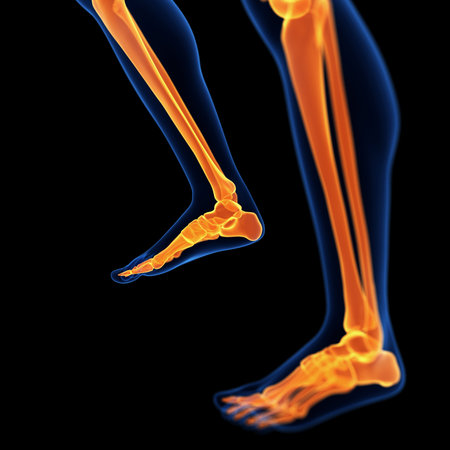 medical 3d illustration of the foot and leg bonesの写真素材