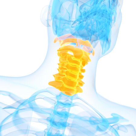 medical 3d illustration of the cervical spineの写真素材