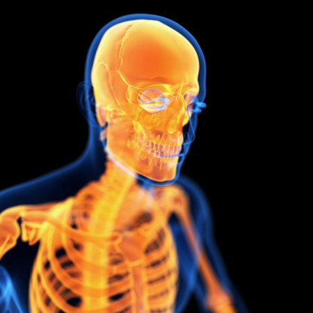 medical 3d illustration of the skullの写真素材