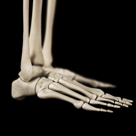 medical 3d illustration of the foot bonesの写真素材