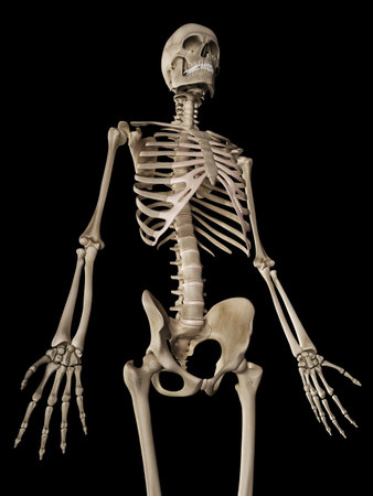 medical 3d illustration of the skeletal upper bodyの写真素材