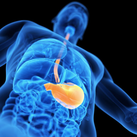 medical 3d illustration of the stomach