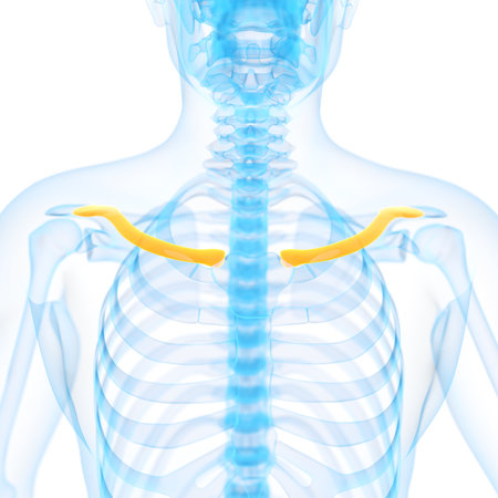 medical 3d illustration of the clavicleの写真素材