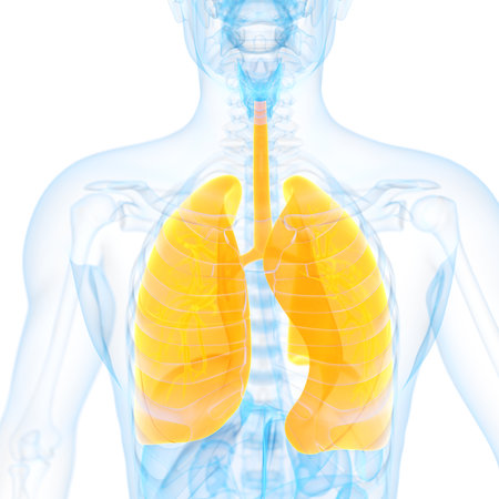 medical 3d illustration of the lungの写真素材