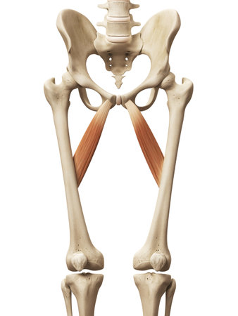 muscle anatomy - the abductor brevis