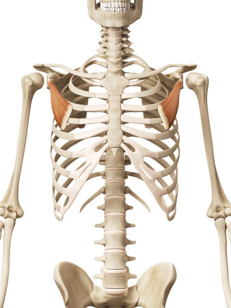 muscle anatomy - the pectoralis minorの写真素材