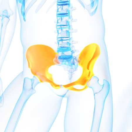 medical 3d illustration of the hip bone