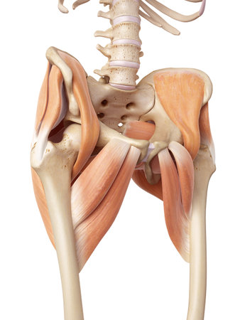 medical accurate illustration of the hip musclesの写真素材
