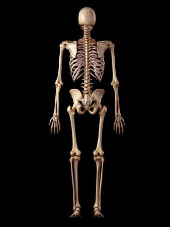 medical accurate illustration of the human skeleton