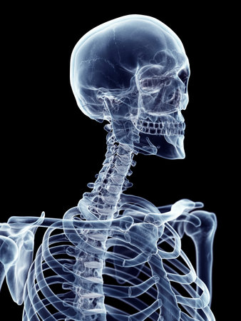 accurate medical illustration of the cervical spineの写真素材