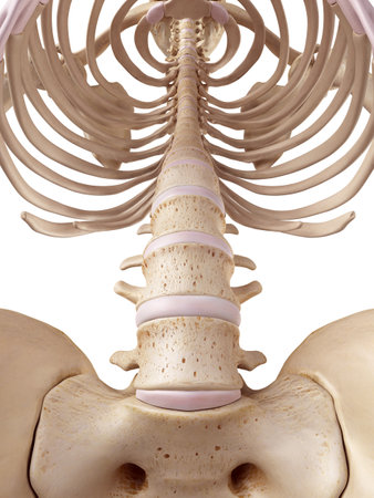medical accurate illustration of the spine