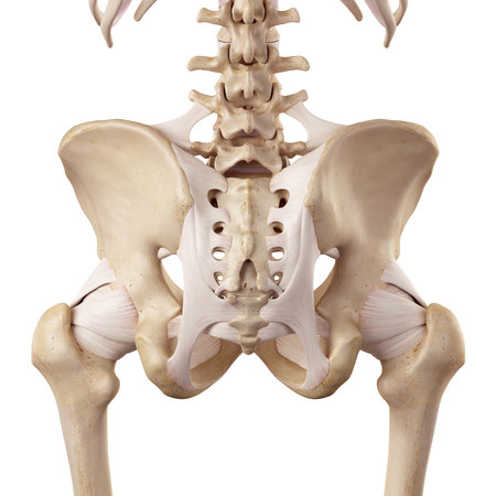 medical accurate illustration of the hip ligamentsの写真素材