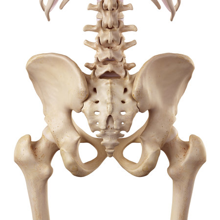 medical accurate illustration of the hipの写真素材