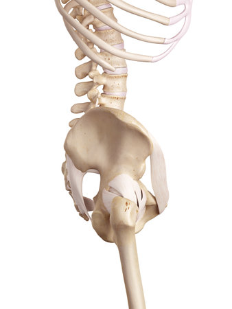 medical accurate illustration of the hip ligamentsの写真素材