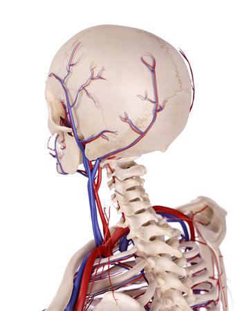 medical accurate illustration of the blood vessels of the headの写真素材