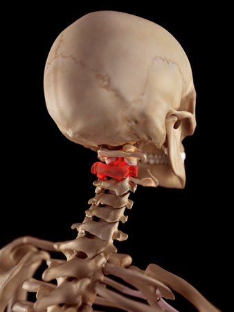 medical accurate illustration of the axis