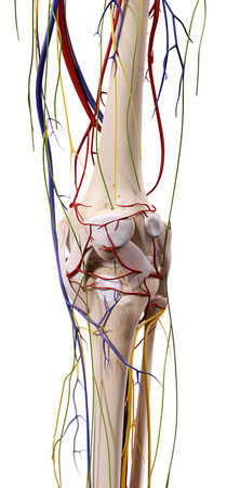 medical accurate illustration of the knee anatomy