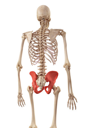 medical accurate illustration of the hip bone