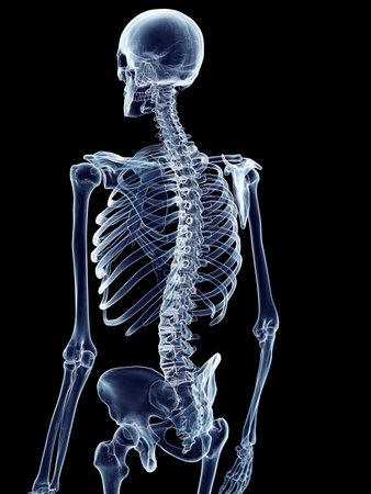 accurate medical illustration of the skeletal back