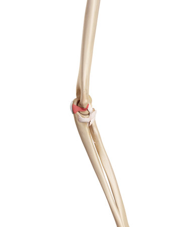 medical accurate illustration of the ulnar collateral ligament anteriorの写真素材