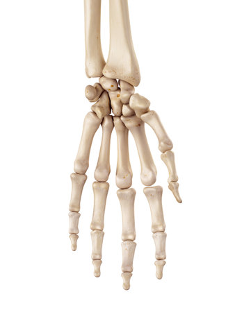 medical accurate illustration of the hand bonesの写真素材