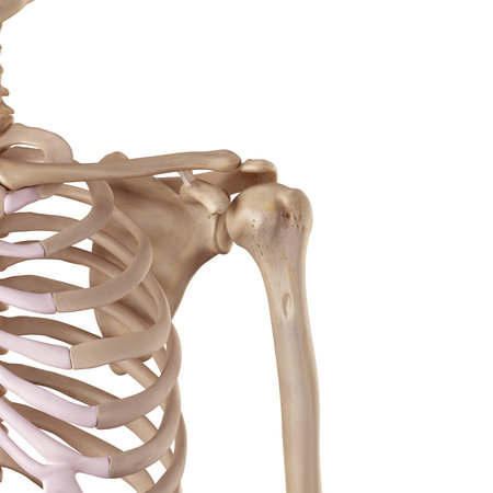 medical accurate illustration of the conoid ligamentの写真素材