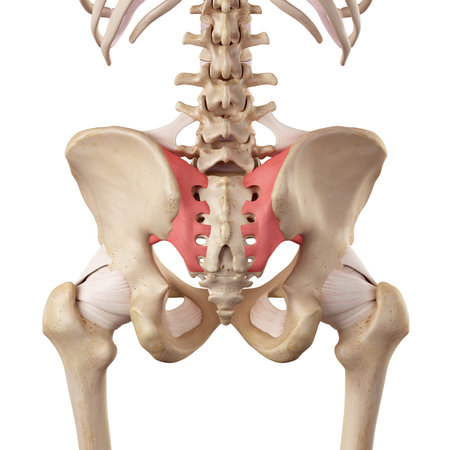 medical accurate illustration of the sacroiliac ligamentの写真素材
