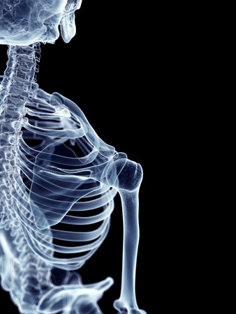 accurate medical illustration of the shoulderの写真素材
