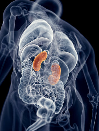 medically accurate illustration of the kidneys