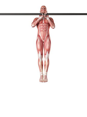 exercise illustration - close grip pull ups