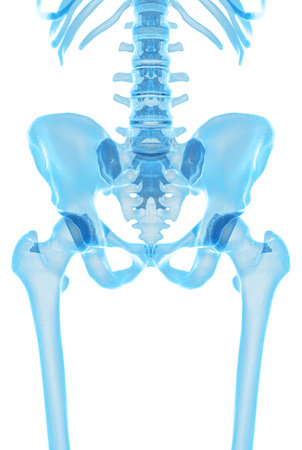 medically accurate illustration of the hipの写真素材