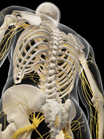 medically accurate illustration of the back nerves