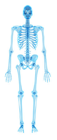 medically accurate illustration of the human skeletonの写真素材