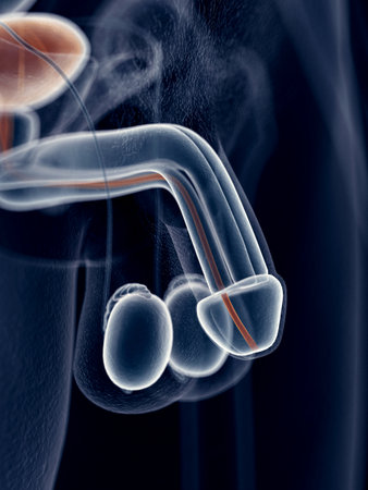 medically accurate illustration of the eurethraの写真素材