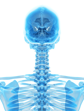 medically accurate illustration of the cervical spineの写真素材