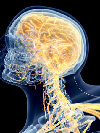 medically accurate illustration of the brainの写真素材