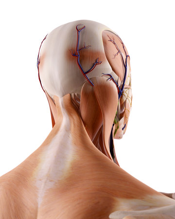 medically accurate illustration of the neck anatomyの写真素材