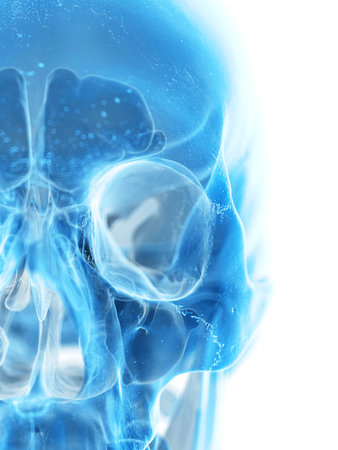 medically accurate illustration of the human skullの写真素材