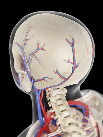 medically accurate illustration of the veins and arteries of the head