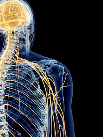 medically accurate illustration of the shoulder nervesの写真素材