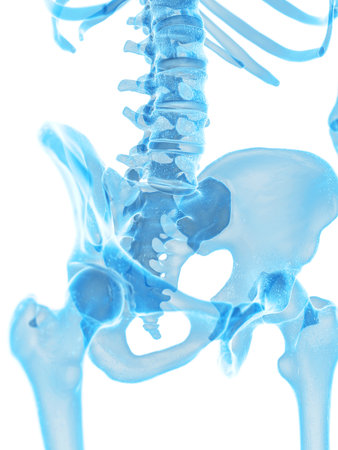 medically accurate illustration of the hip boneの写真素材