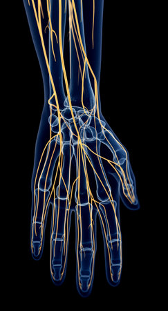 medically accurate illustration of the hand nervesの写真素材