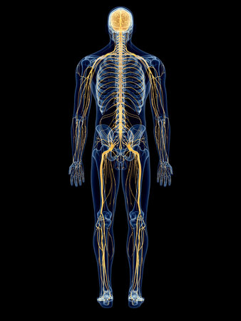 medically accurate illustration of the nervous systemの写真素材