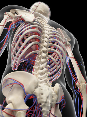medically accurate illustration of the vascular systemの写真素材