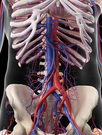 medically accurate illustration of the abdominal arteries and veinsの写真素材